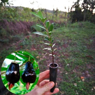 Muda Cereja do Rio Grande