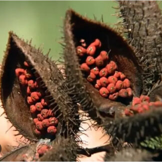 Semente de urucum