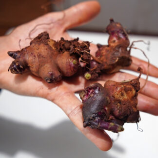 Rizomas(mudas) de batata yacon (3un.)