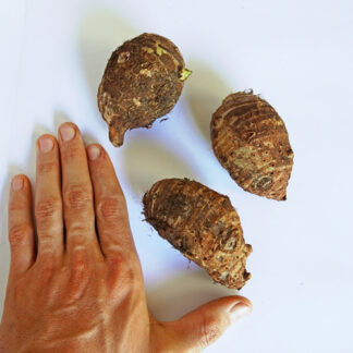 Rizomas(mudas) de inhame (3un.)
