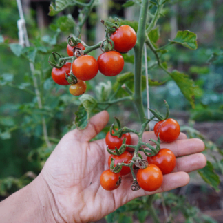 Semente tomate cereja