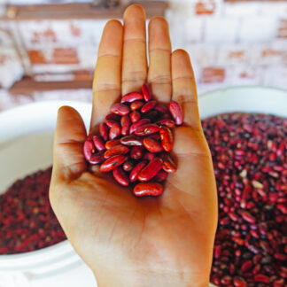 Semente feijão vermelho rajado crioulo